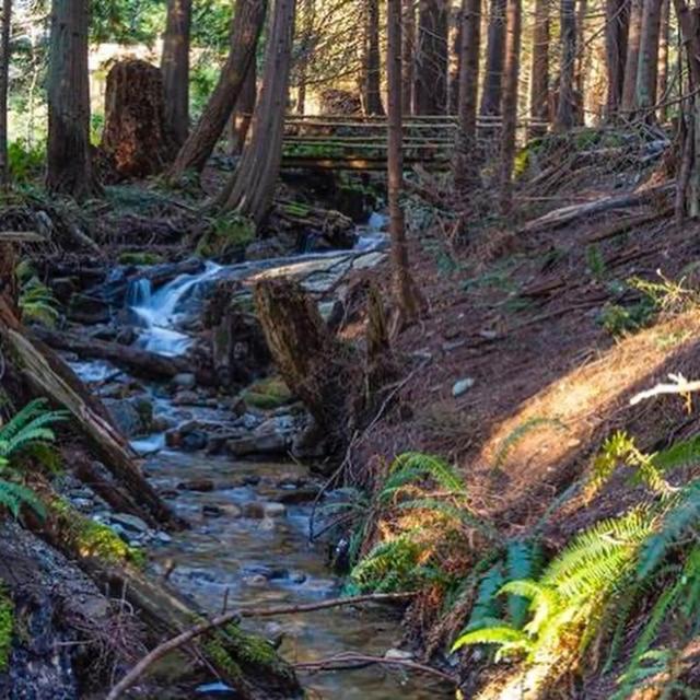 Forest Haven Hideaway Roberts Creek 外观 照片